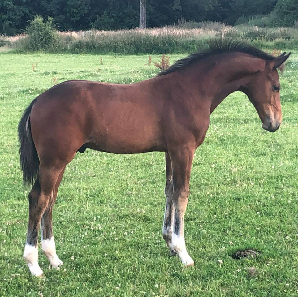 Mare KWPN Dutch Warmblood For sale 2011 Bay