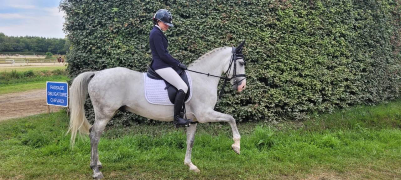 Gelding French Saddle Pony For sale 2017 Grey
