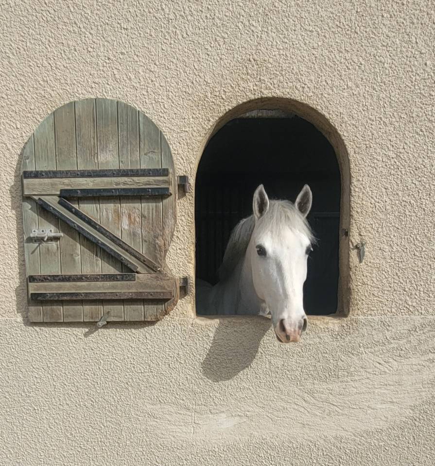 Gelding French Saddle Pony For sale 2017 Grey
