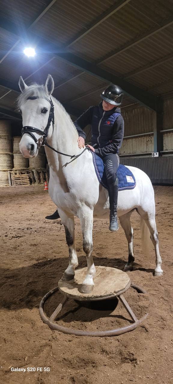 Gelding French Saddle Pony For sale 2017 Grey