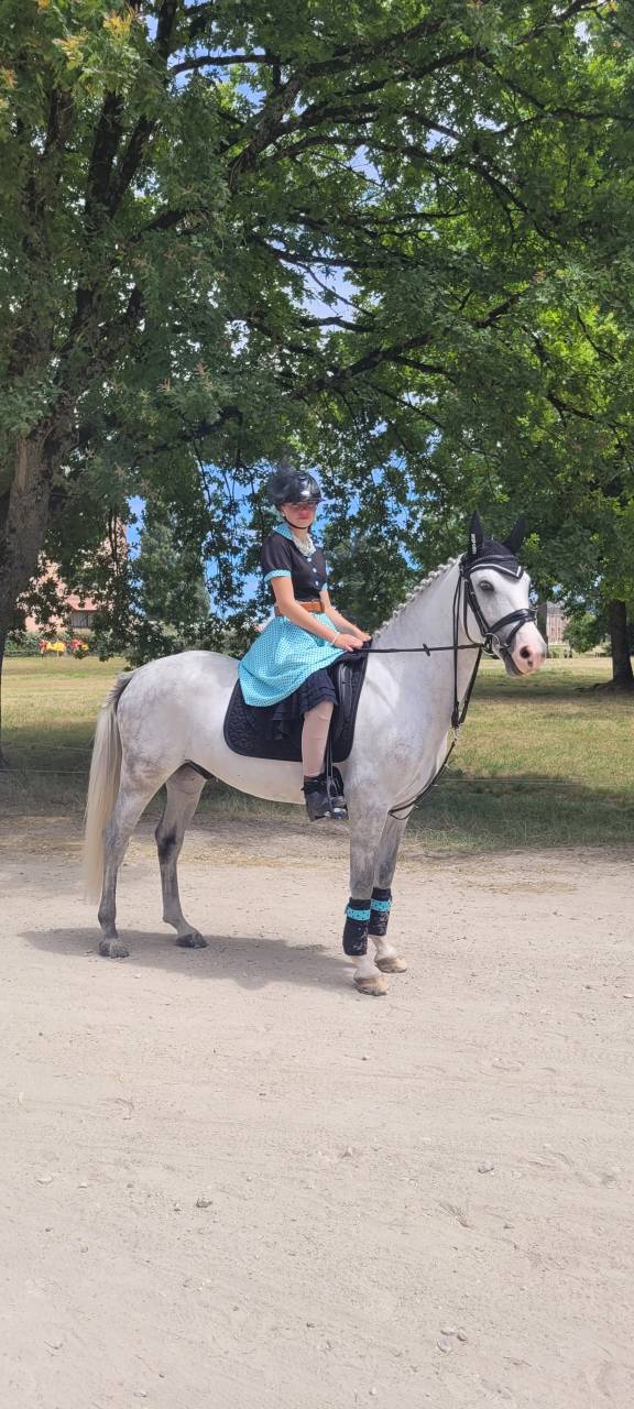 Gelding French Saddle Pony For sale 2017 Grey