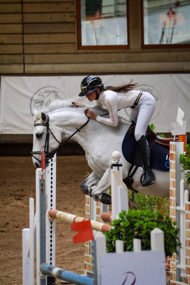 Gelding French Saddle Pony For sale 2017 Grey