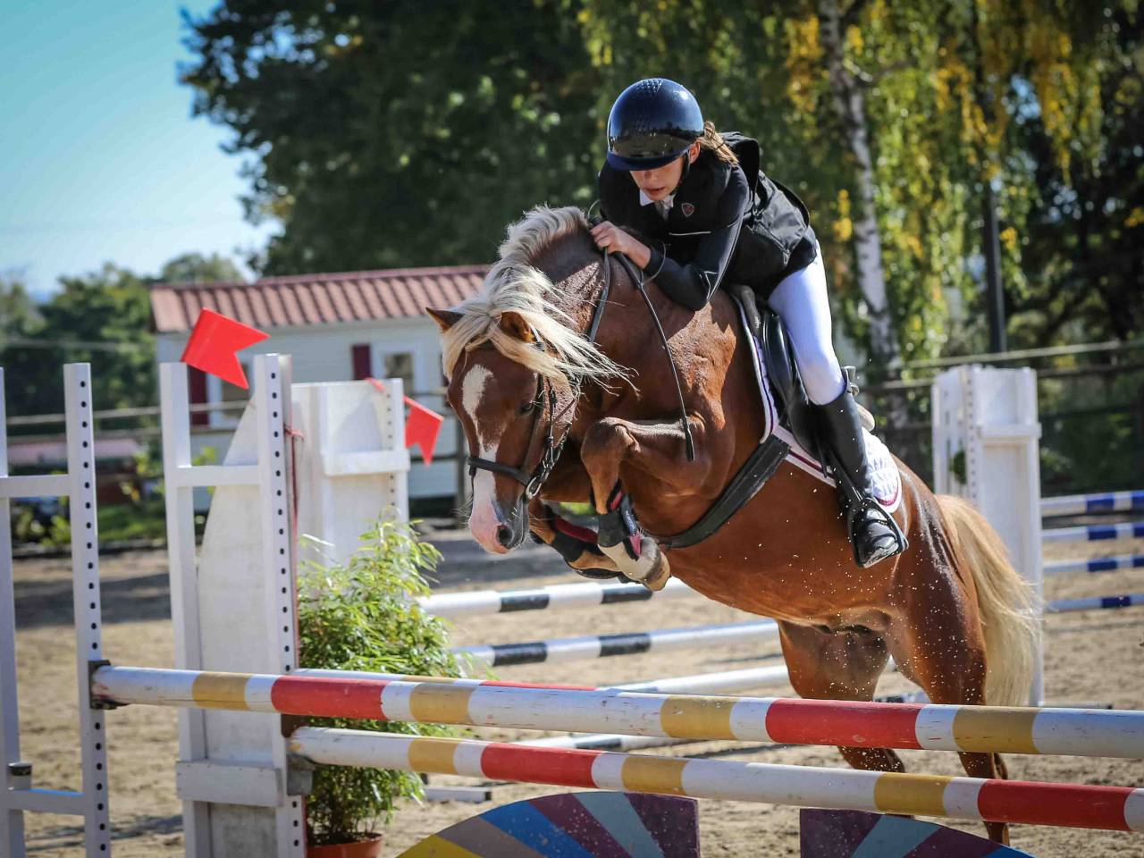GOLBURY DES BERTAINES - Welsh Pony (Section B) 2016 by VINCE DIWAN