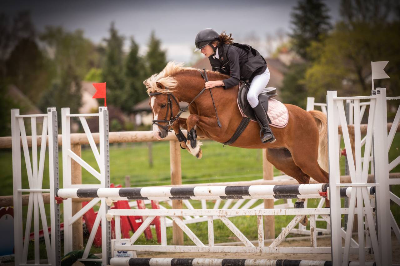 GOLBURY DES BERTAINES - Welsh Pony (Section B) 2016 by VINCE DIWAN