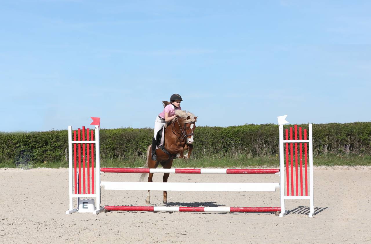 GOLBURY DES BERTAINES - Welsh Pony (Section B) 2016 by VINCE DIWAN