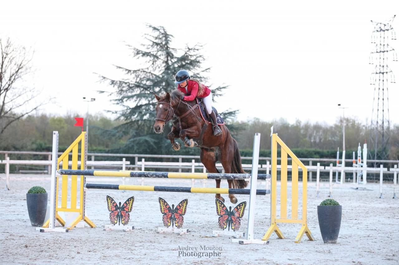 Gelding Origin Recorded For sale 2020 Liver chestnut