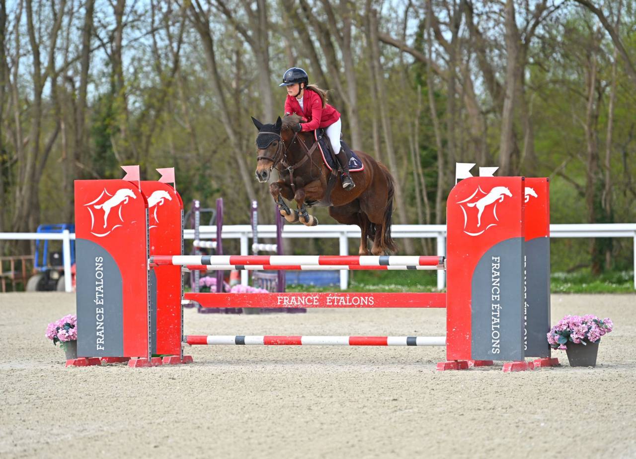 Gelding Origin Recorded For sale 2020 Liver chestnut