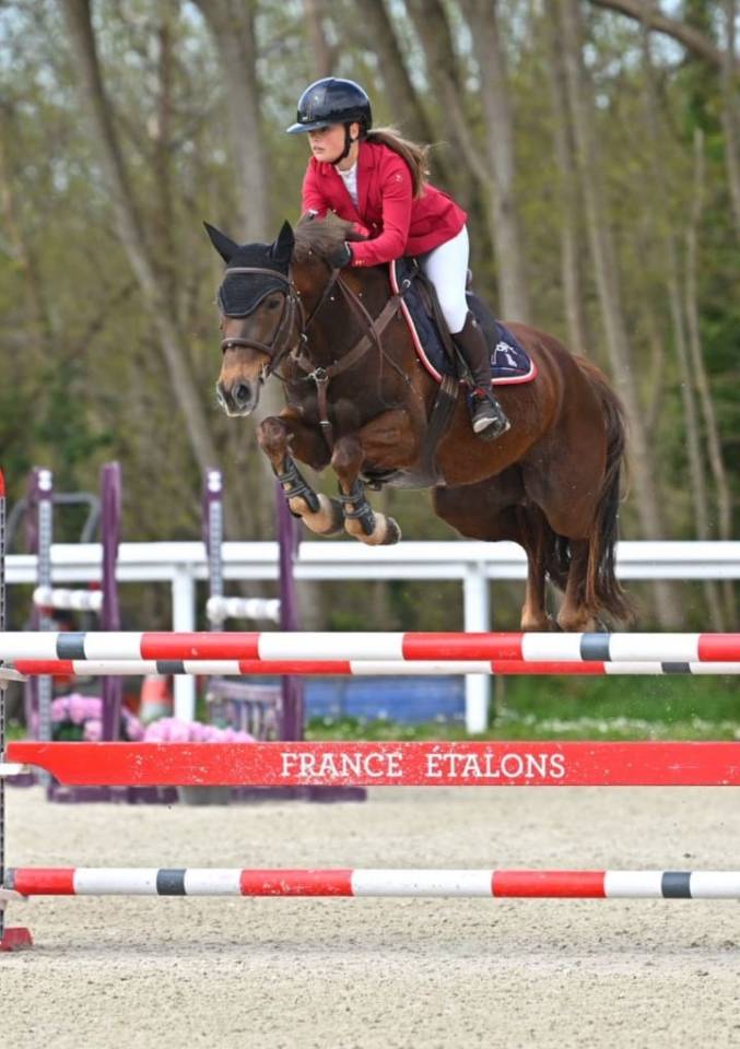 Gelding Origin Recorded For sale 2020 Liver chestnut