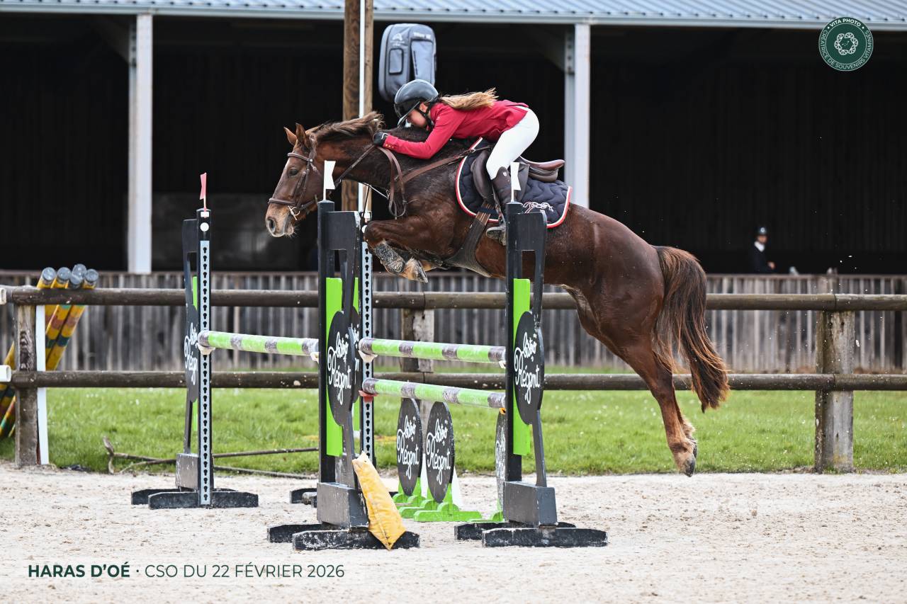 Gelding Origin Recorded For sale 2020 Liver chestnut