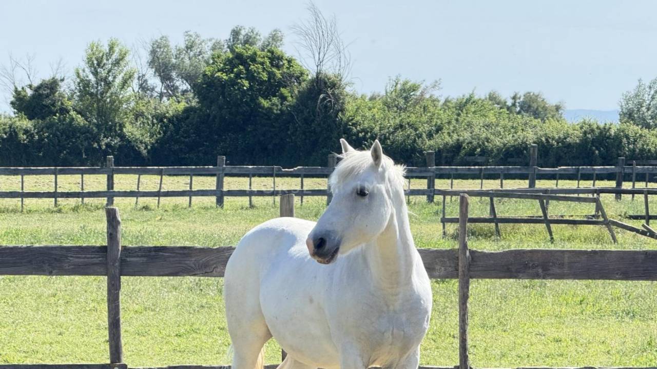 Equestrian property  Bouches-du-Rh&ocirc;ne