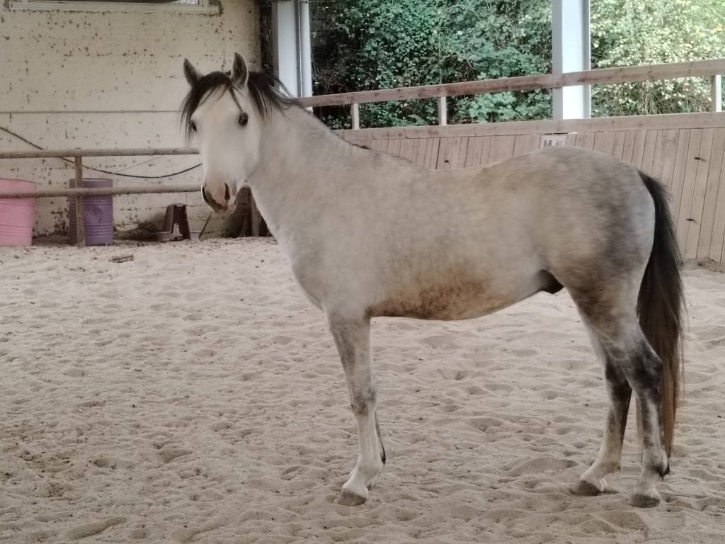 Stallion Connemara For sale 2022 Grey