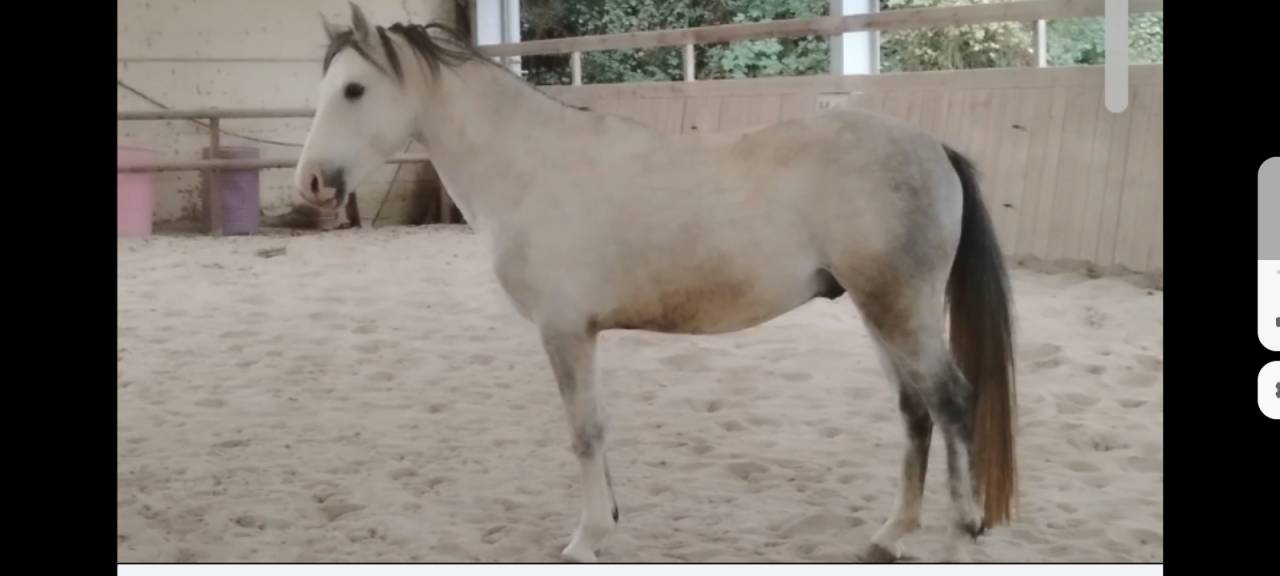 Stallion Connemara For sale 2022 Grey