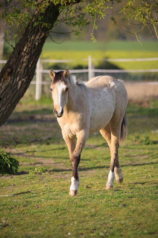 Filly Welsh Part Bred For sale 2024 Buckskin