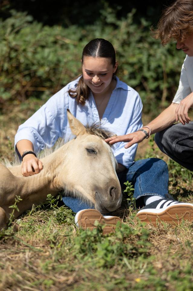 Filly Welsh Part Bred For sale 2024 Buckskin