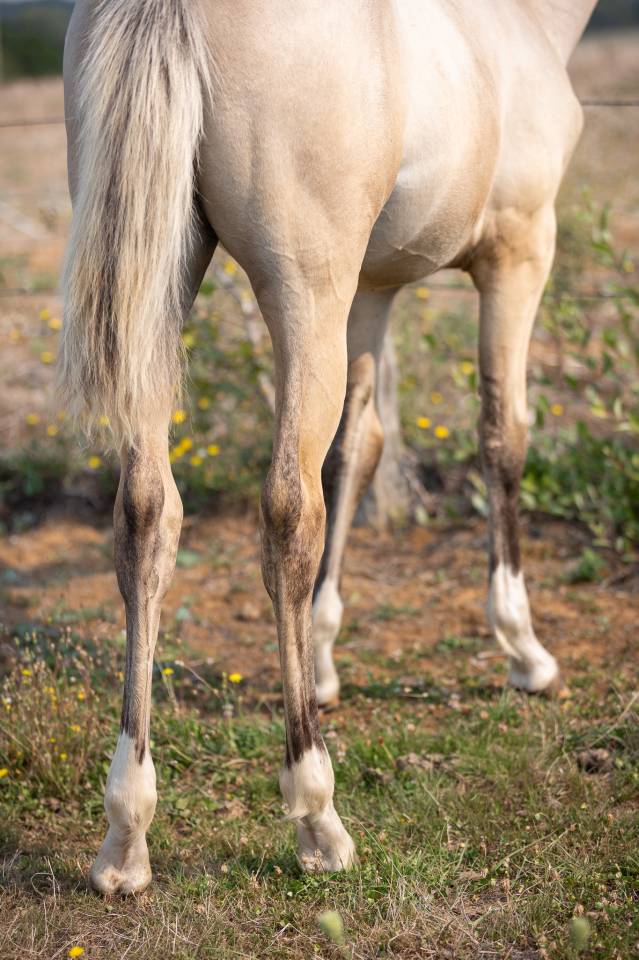 Filly Welsh Part Bred For sale 2024 Buckskin