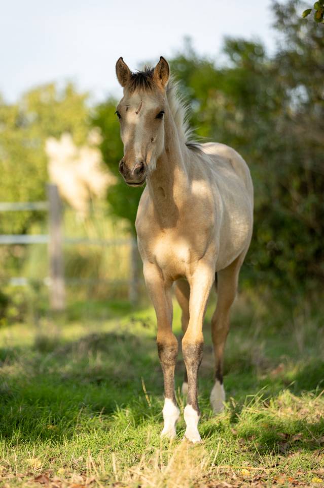 Filly Welsh Part Bred For sale 2024 Buckskin