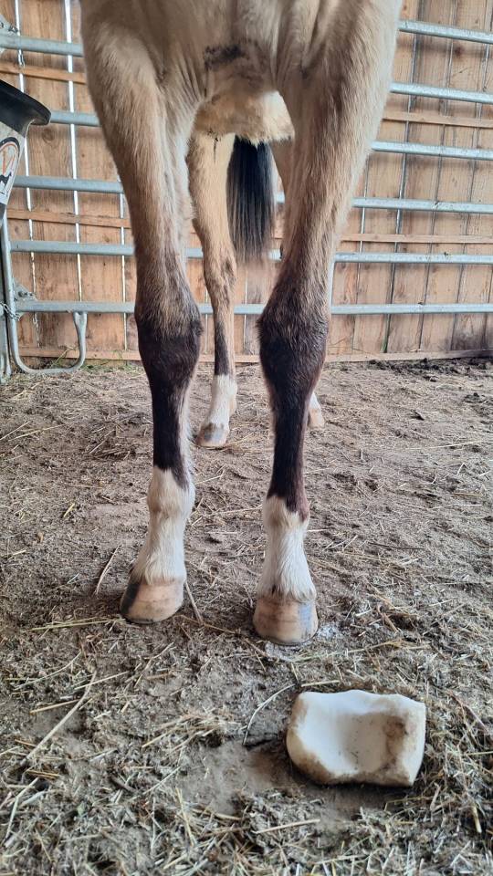 Filly Welsh Part Bred For sale 2024 Buckskin