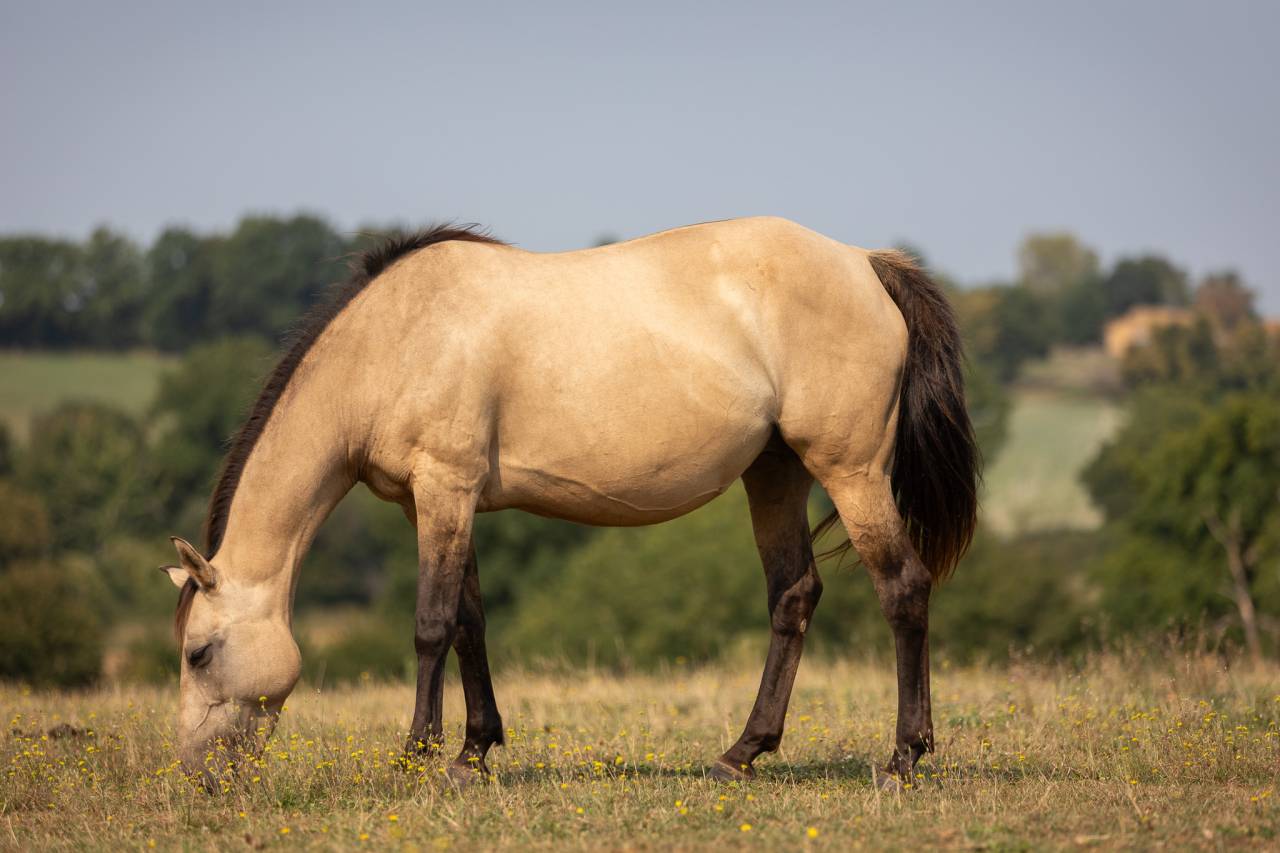 Filly Welsh Part Bred For sale 2024 Buckskin