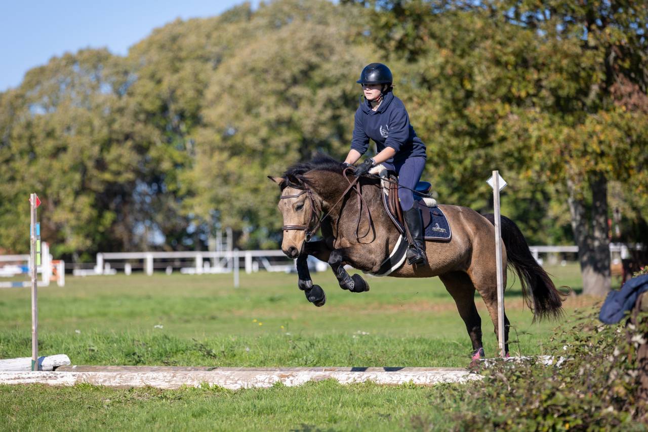 Filly Welsh Part Bred For sale 2024 Buckskin