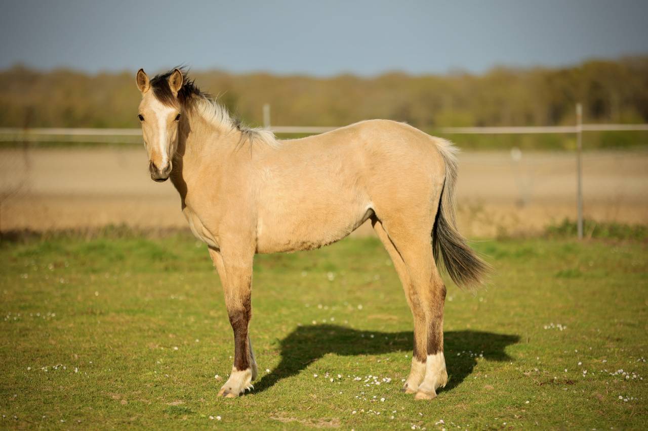 Filly Welsh Part Bred For sale 2024 Buckskin