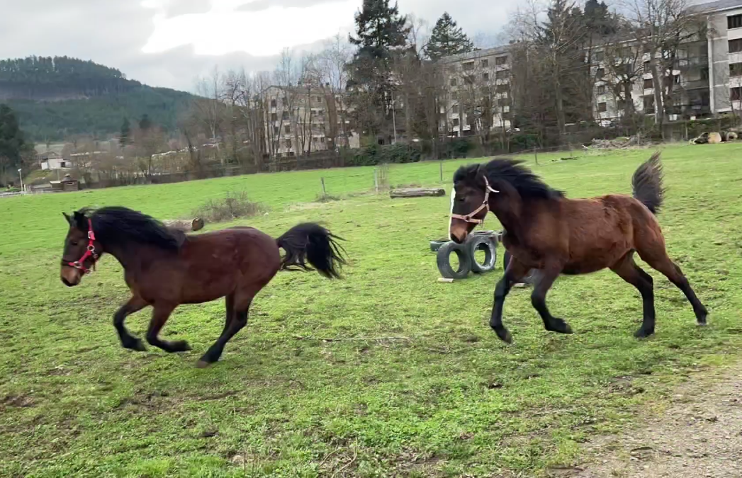 Entire Connemara For sale 2024 Bay