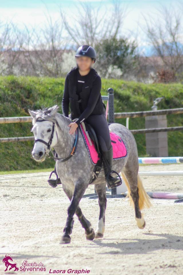 Mare No Origin Recorded For sale 2018 Grey