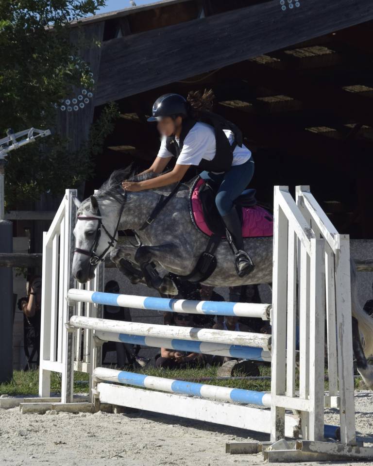 Mare No Origin Recorded For sale 2018 Grey