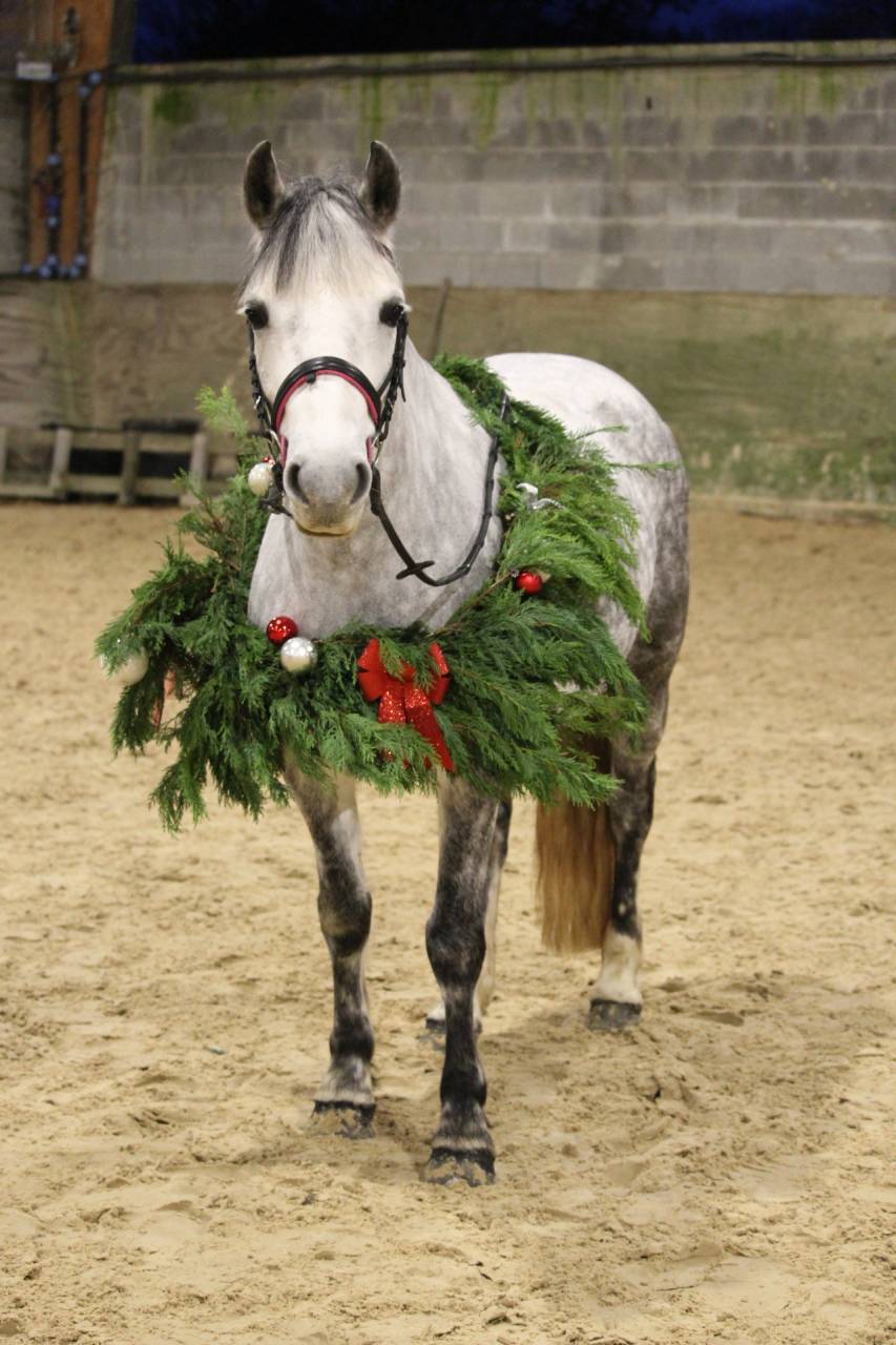 Mare No Origin Recorded For sale 2018 Grey