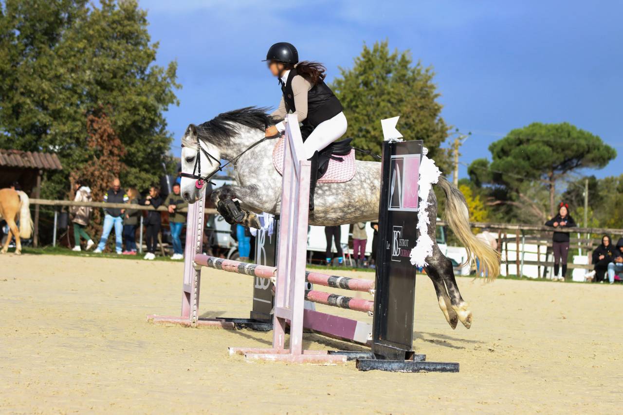 Mare No Origin Recorded For sale 2018 Grey