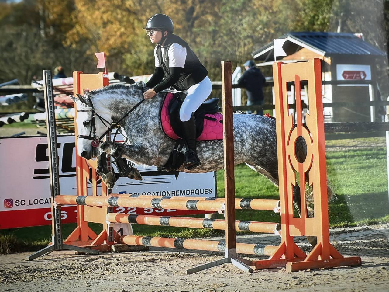 Mare No Origin Recorded For sale 2018 Grey