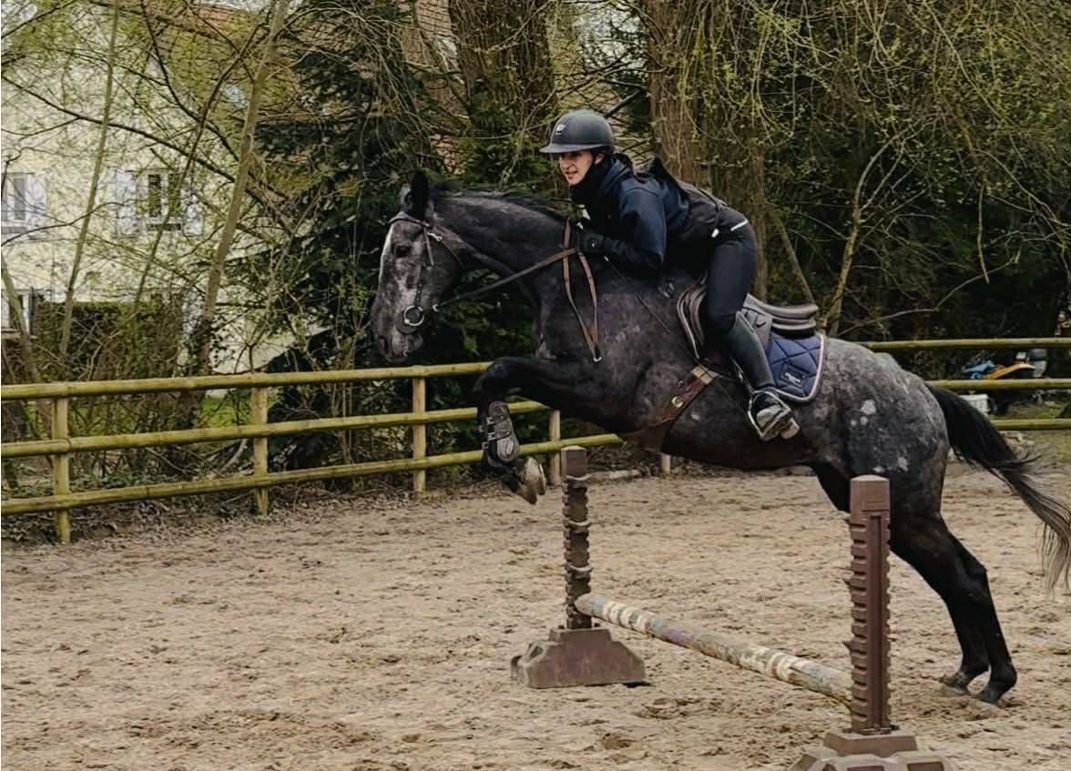 Gelding English Thoroughbred For sale 2021 Grey