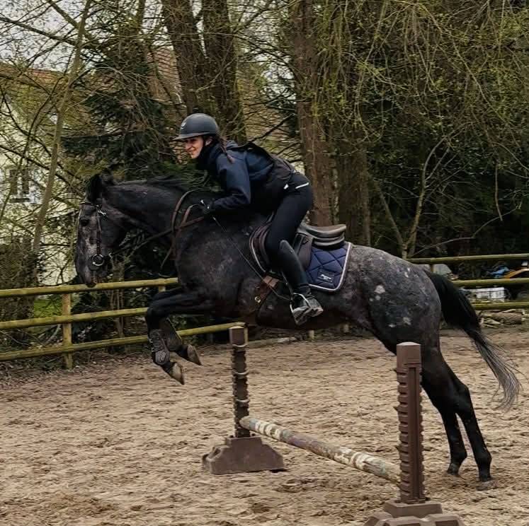 Gelding English Thoroughbred For sale 2021 Grey