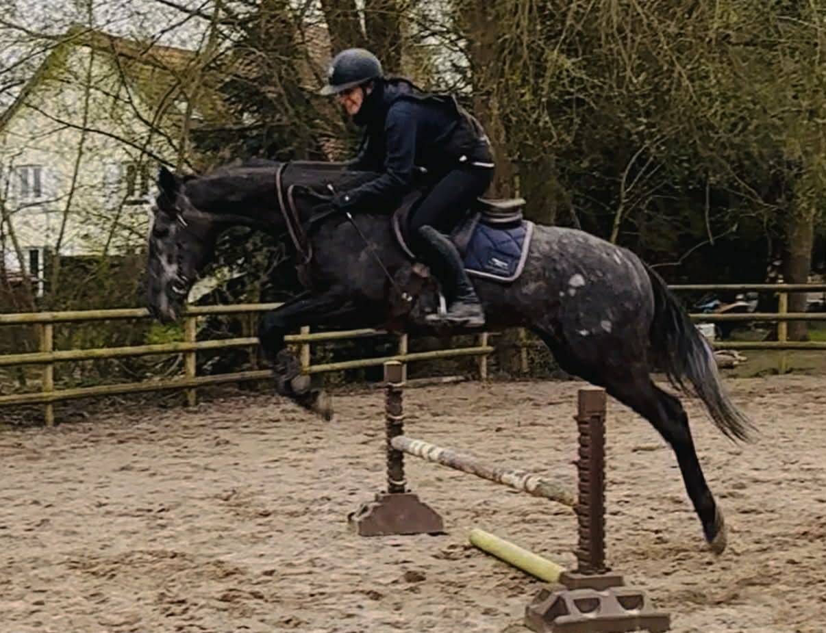 Gelding English Thoroughbred For sale 2021 Grey