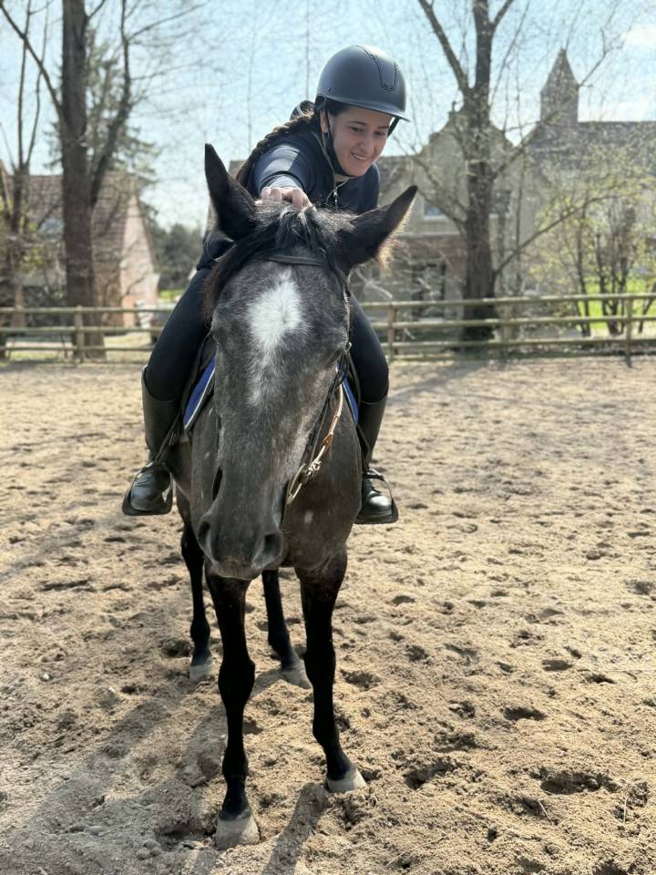 Gelding English Thoroughbred For sale 2021 Grey