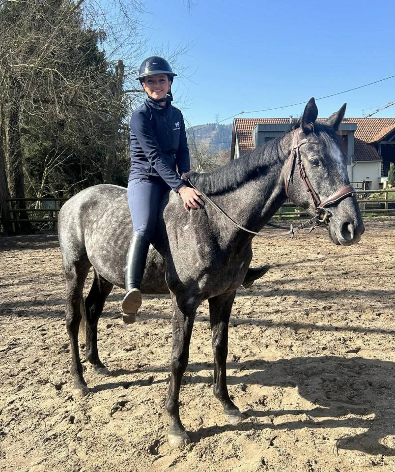 Gelding English Thoroughbred For sale 2021 Grey