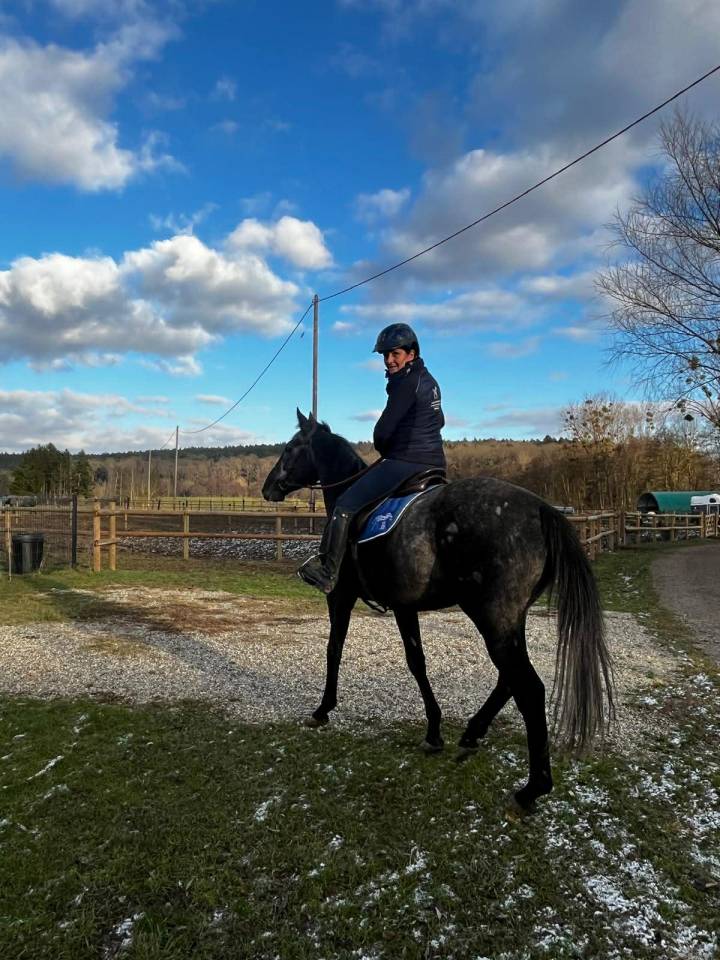 Gelding English Thoroughbred For sale 2021 Grey