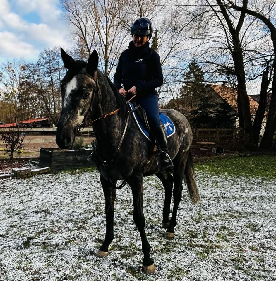 Gelding English Thoroughbred For sale 2021 Grey
