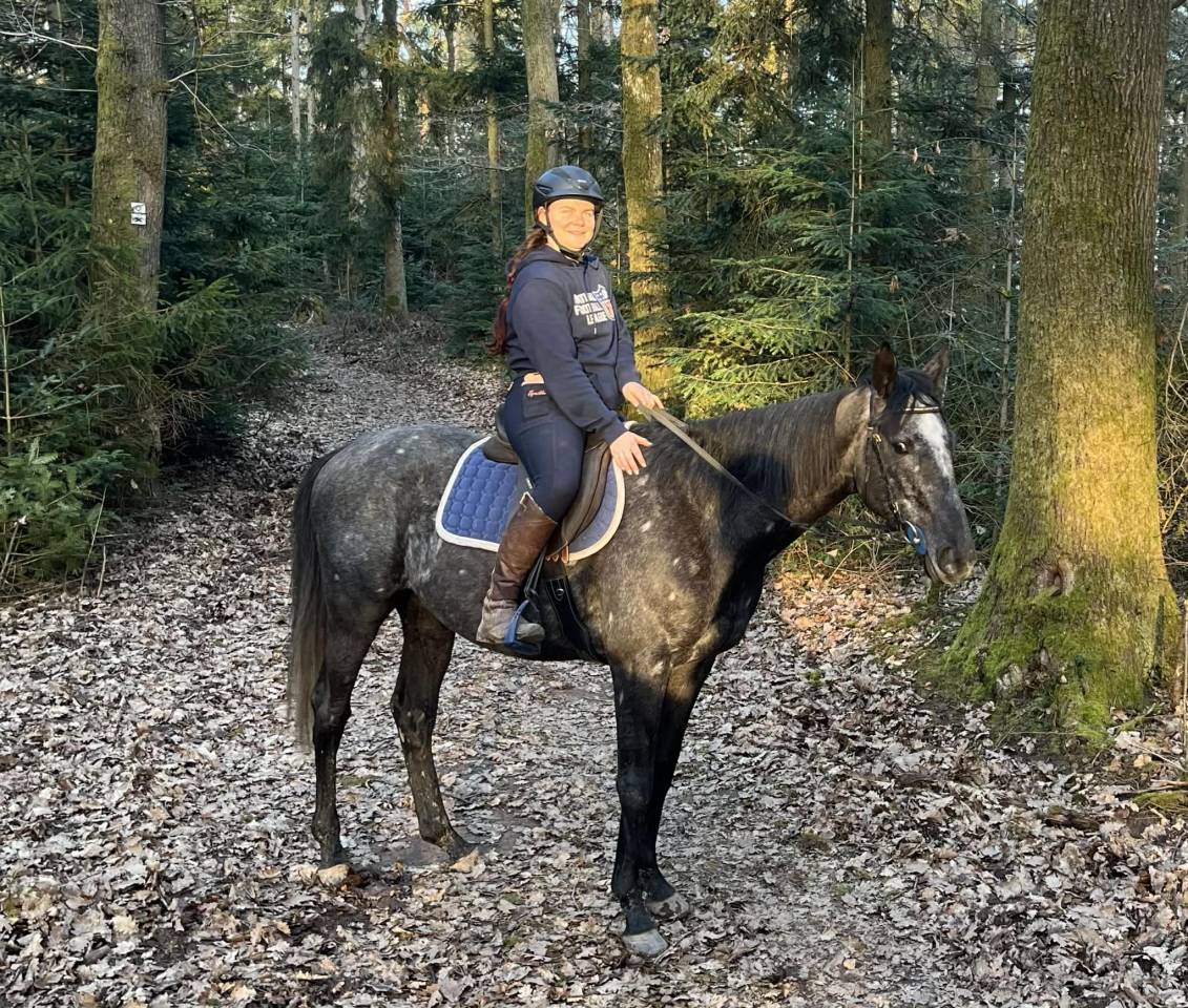 Gelding English Thoroughbred For sale 2021 Grey