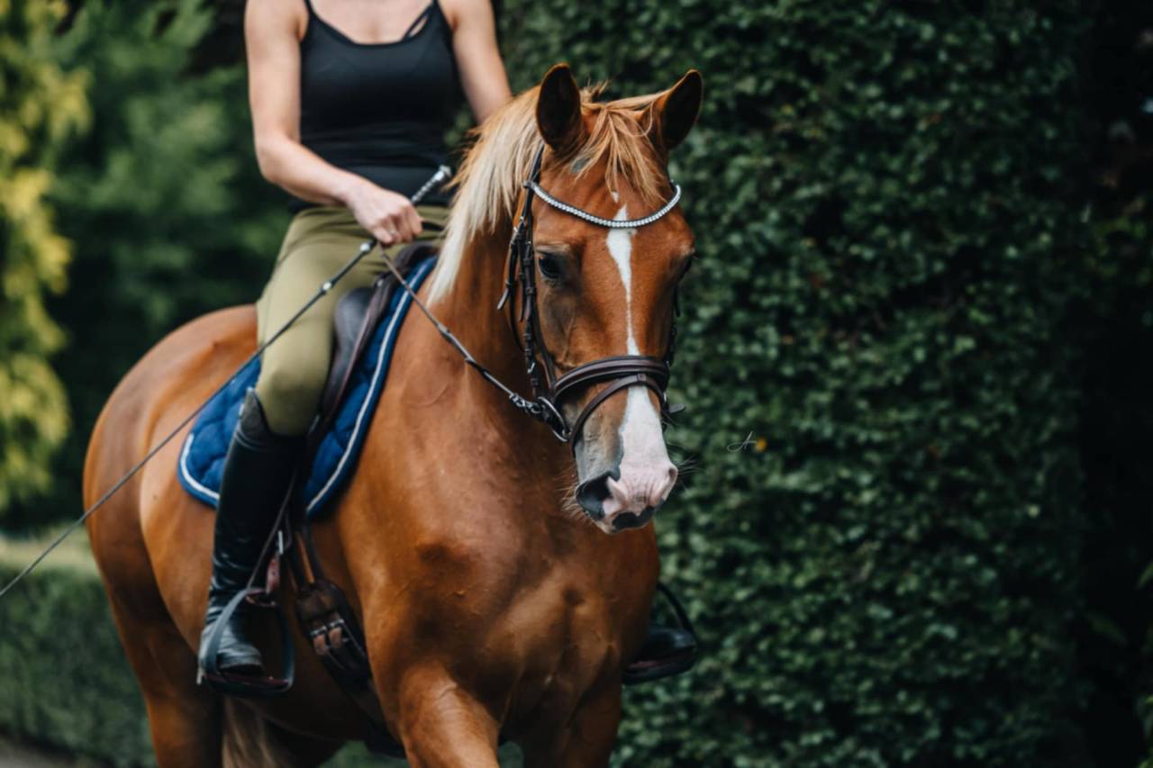 Mare Oldenburg For sale 2019 Chesnut