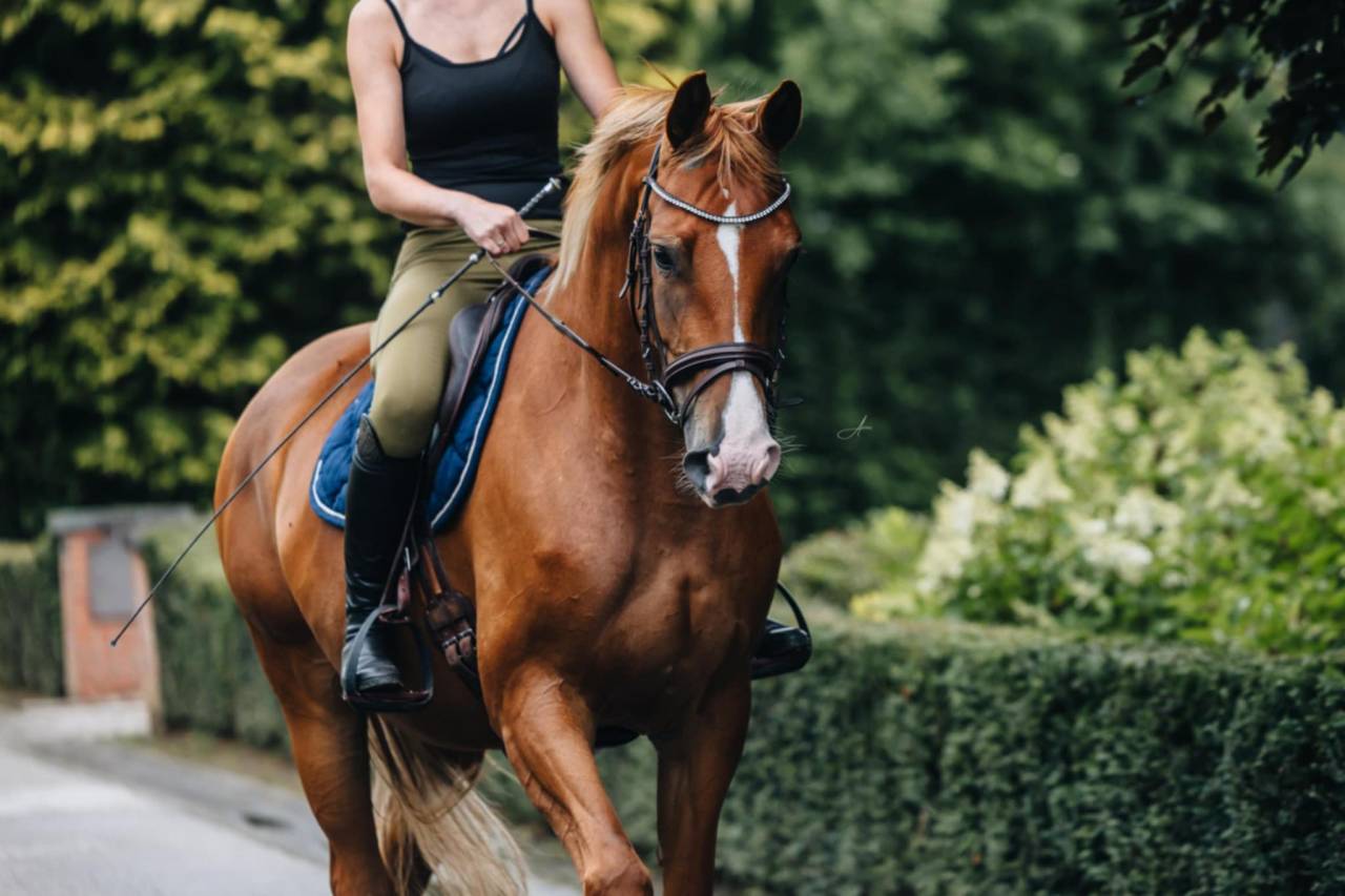 Mare Oldenburg For sale 2019 Chesnut