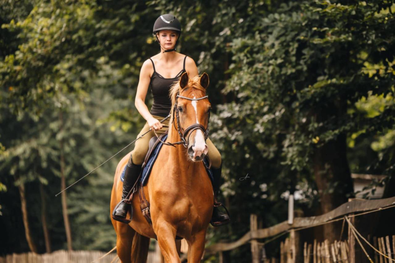 Mare Oldenburg For sale 2019 Chesnut