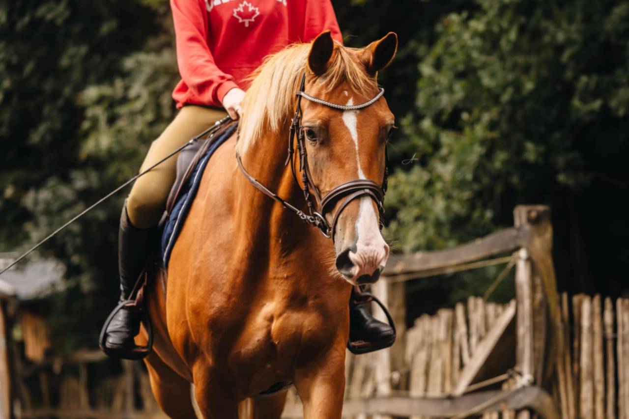 Mare Oldenburg For sale 2019 Chesnut