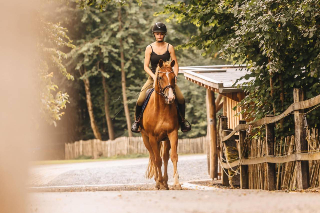 Mare Oldenburg For sale 2019 Chesnut