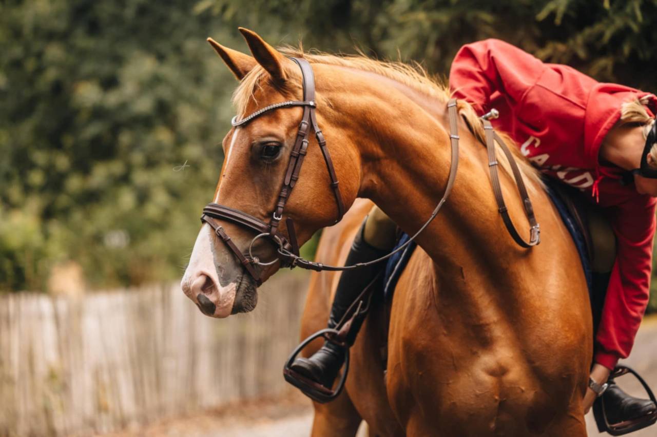 Mare Oldenburg For sale 2019 Chesnut