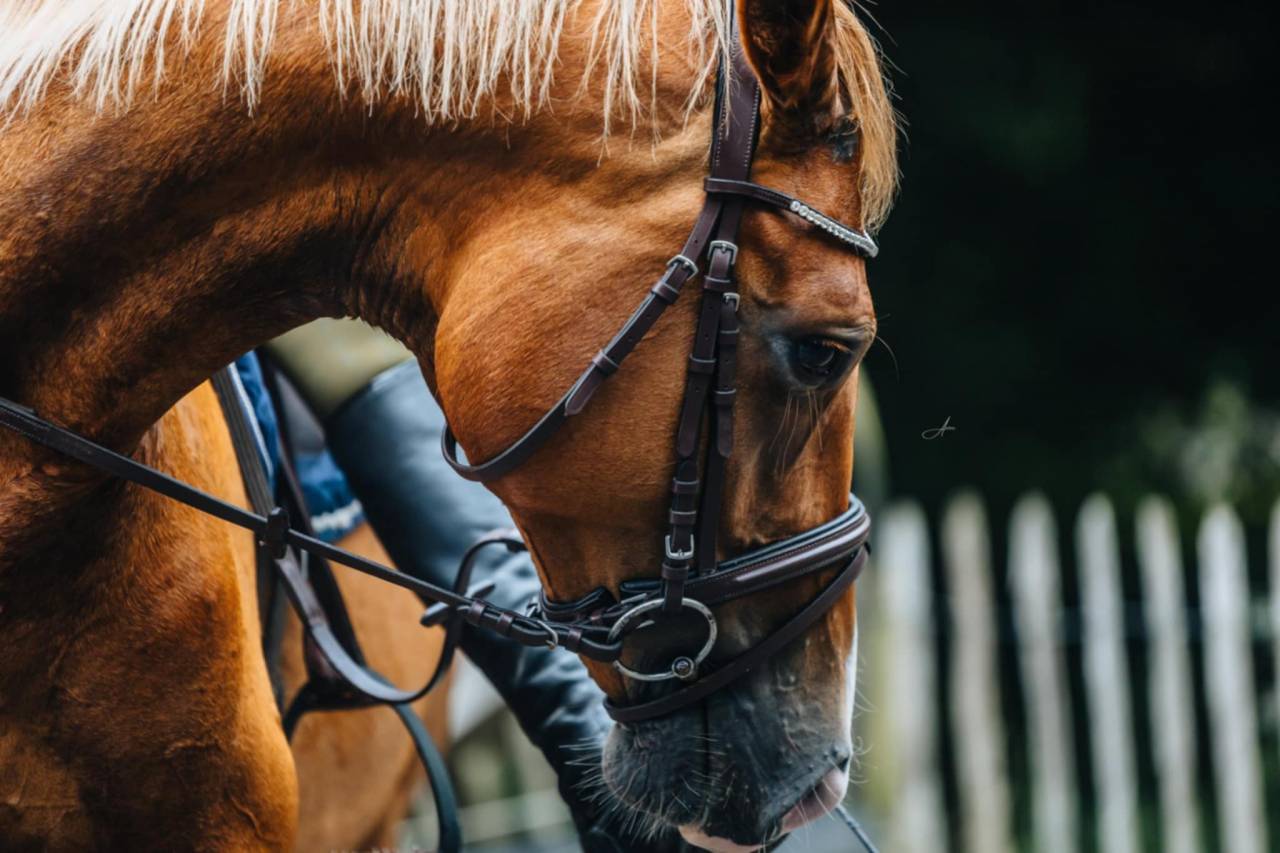 Mare Oldenburg For sale 2019 Chesnut