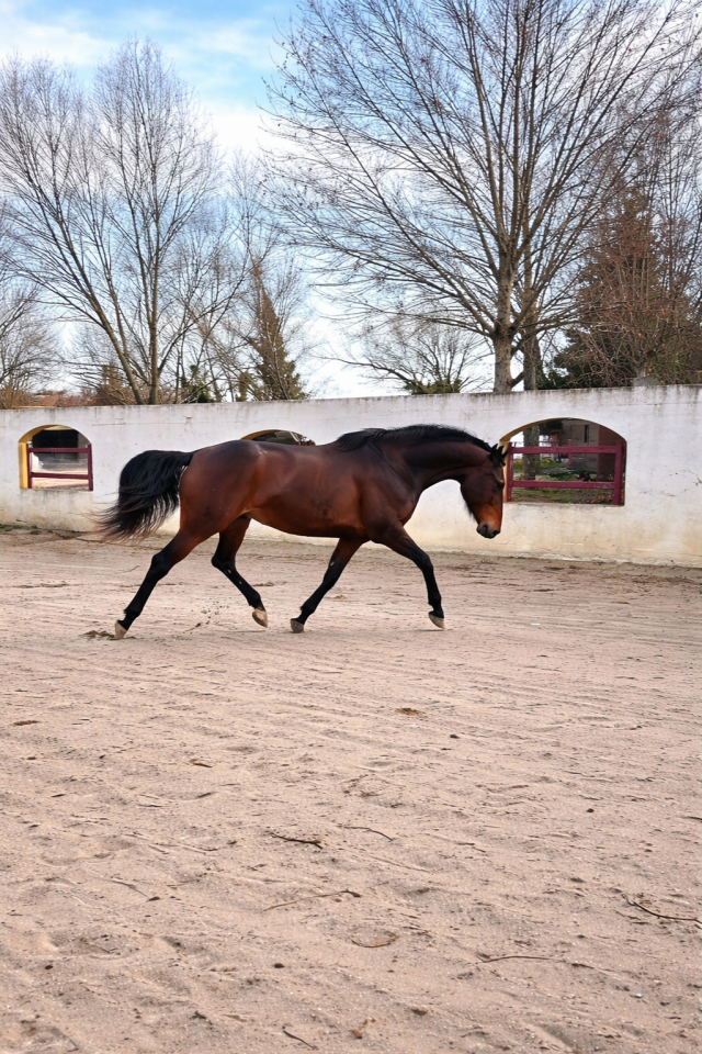 Mare CDF - French Dressage Horse For sale 2021 Bay