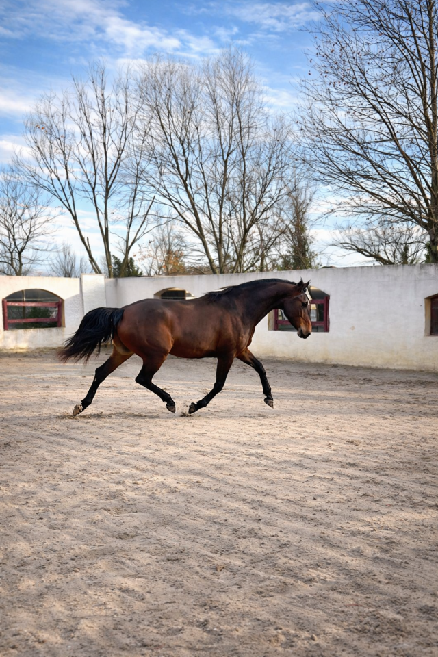 Mare CDF - French Dressage Horse For sale 2021 Bay