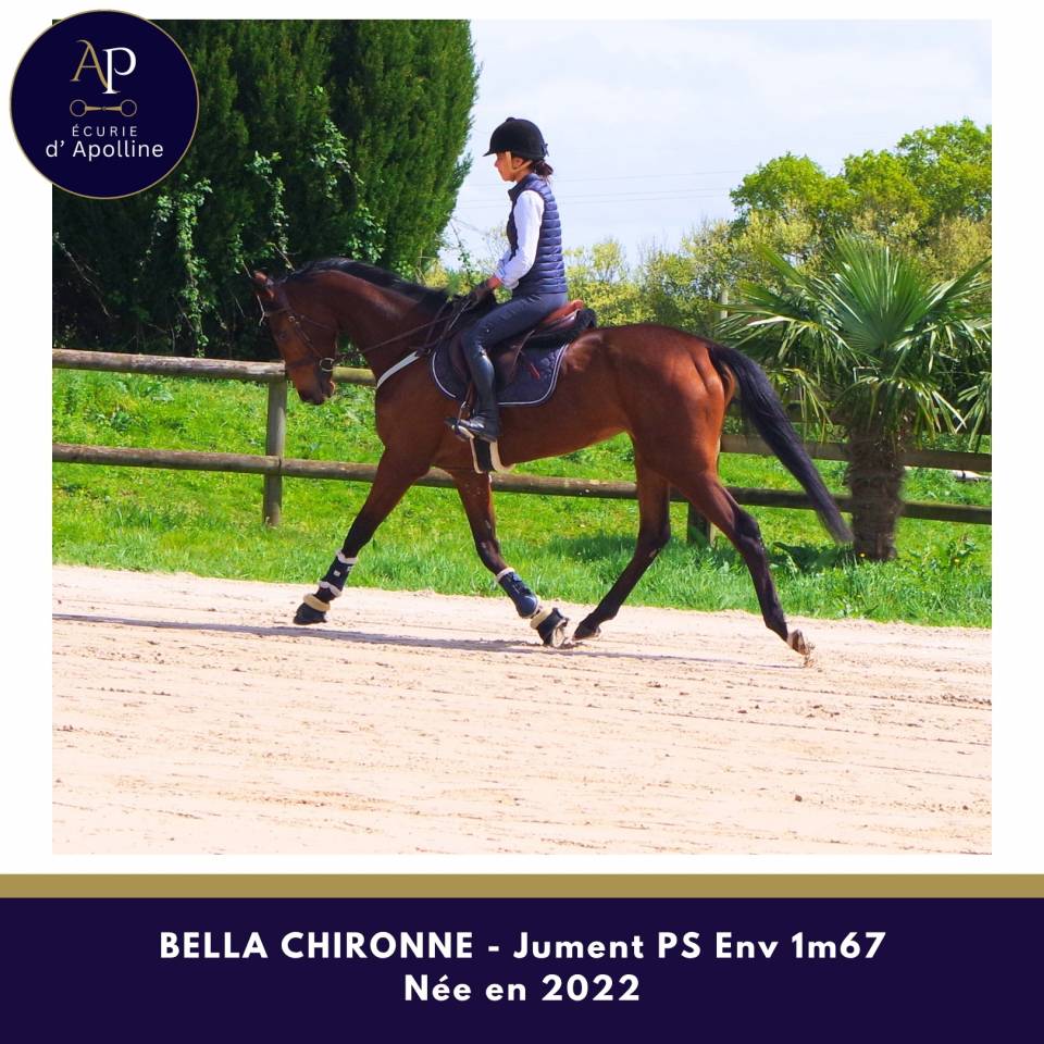 Mare Thoroughbred For sale 2022 Bay