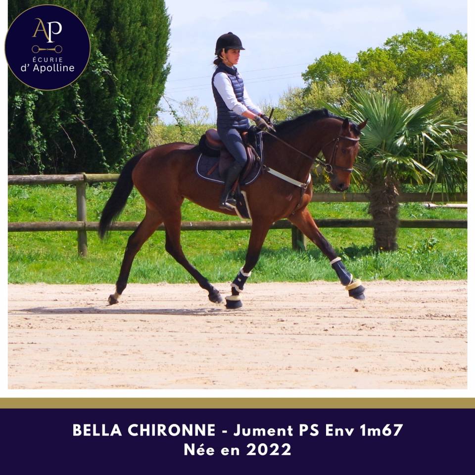 Mare Thoroughbred For sale 2022 Bay