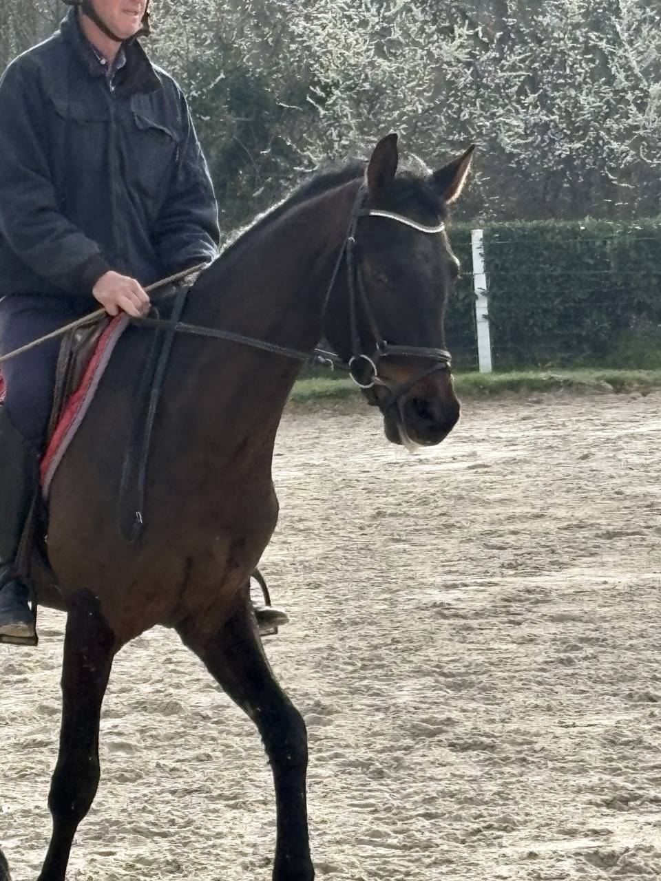 Gelding Westphalian  For sale 2022 Dark Bay